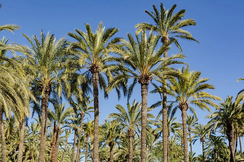 View of Elche